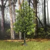 Maple Tree, Summer 11" Tall William Britain (53021) 1:30 Scale Resin by William Britain